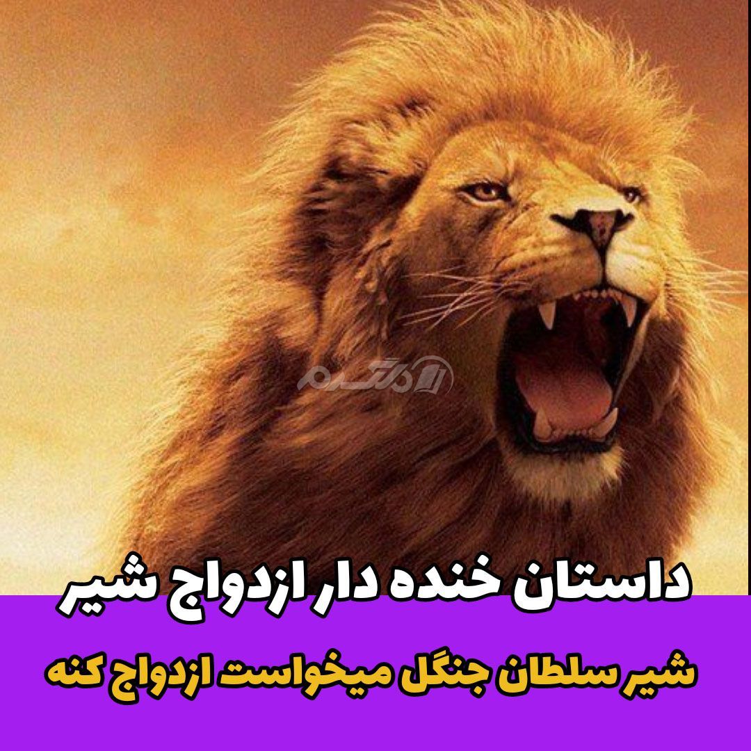 داستان کوتاه خنده دار / ازدواج شیر