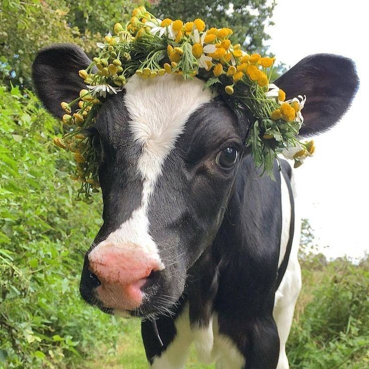 داستان کوتاه و پندآموز صاحب اصلی!