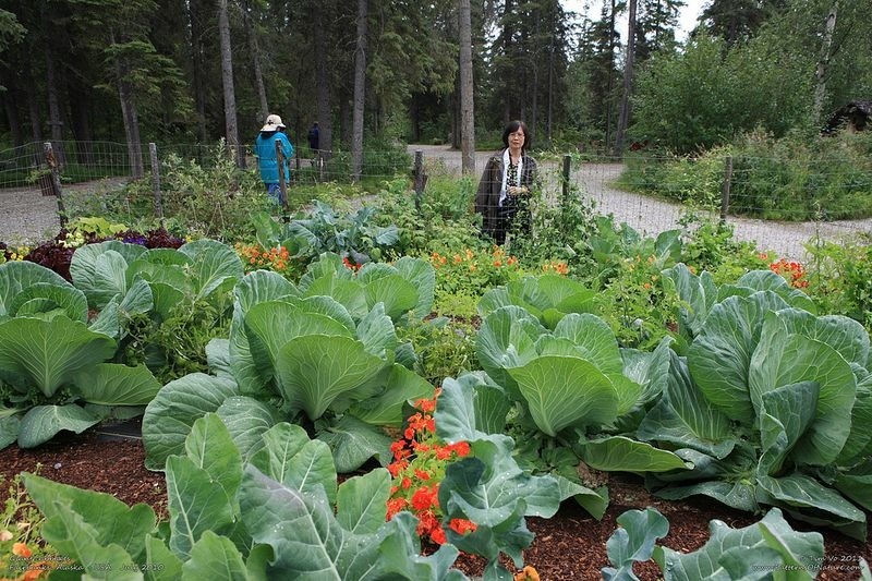 سبزیجات غول پیکر / آلاسکا