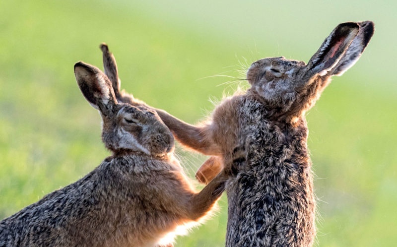 عکاسی / جنگ خرگوش ها