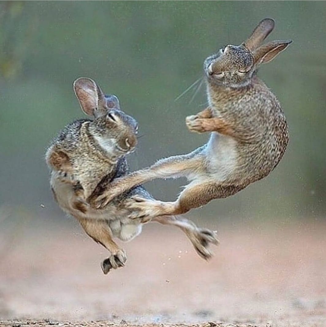 عکاسی / جنگ خرگوش ها