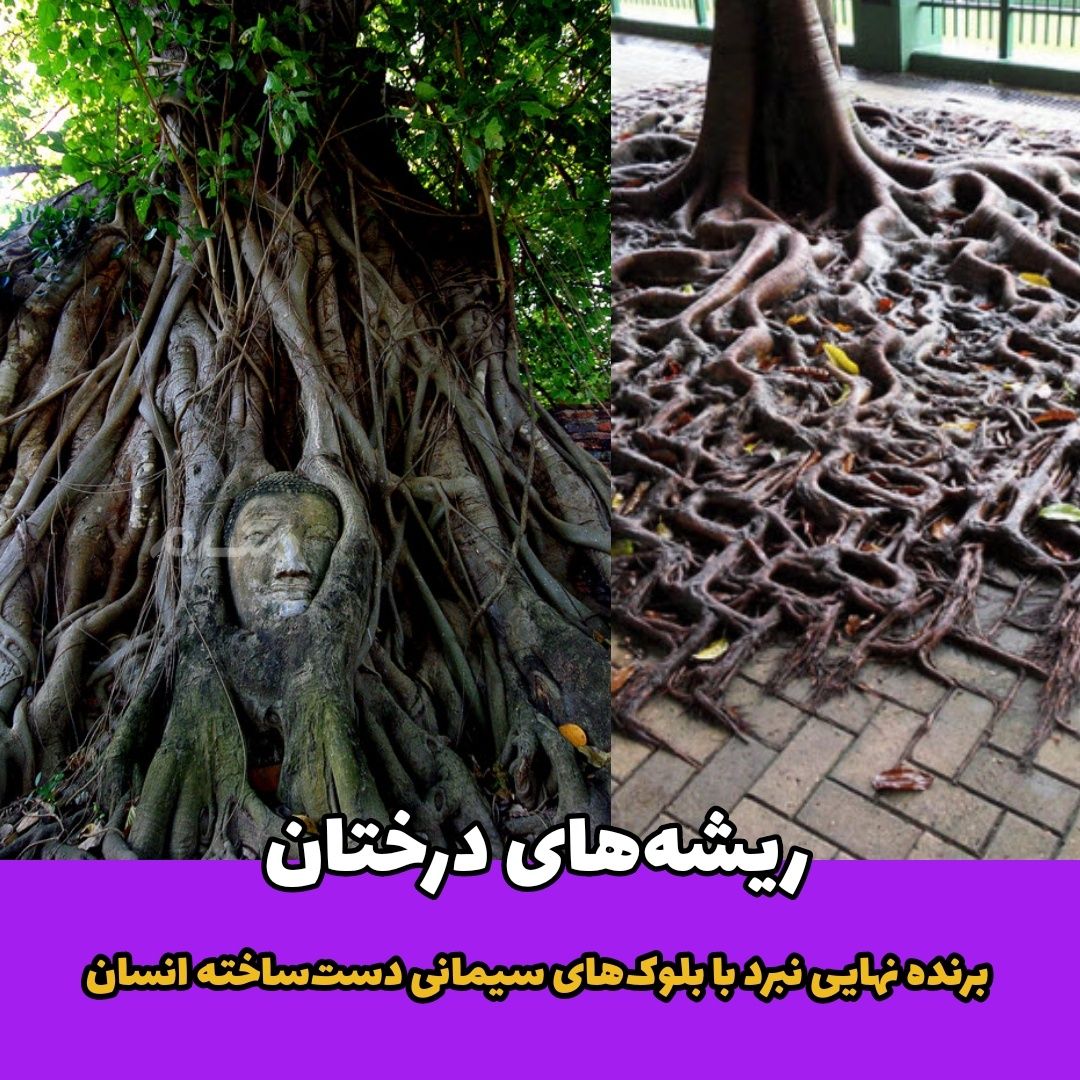 ریشه درختان / طبیعت
