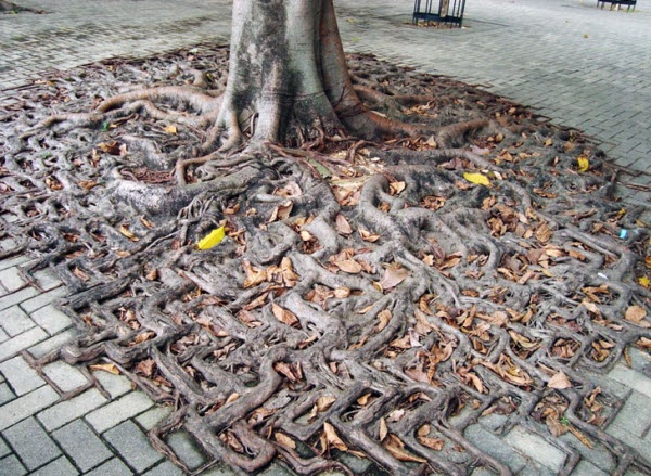 ریشه درختان / طبیعت
