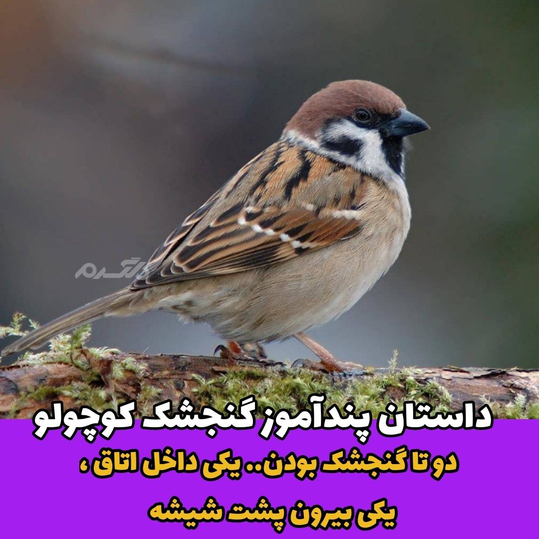 داستان پندآموز / گنجشک کوچولو
