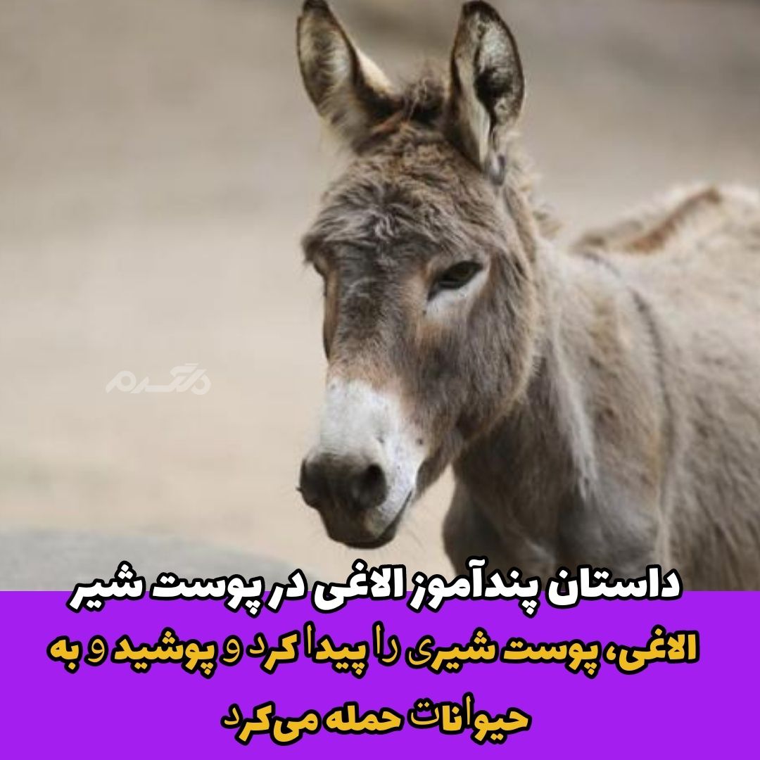 داستان پندآموز / الاغی در پوست شیر