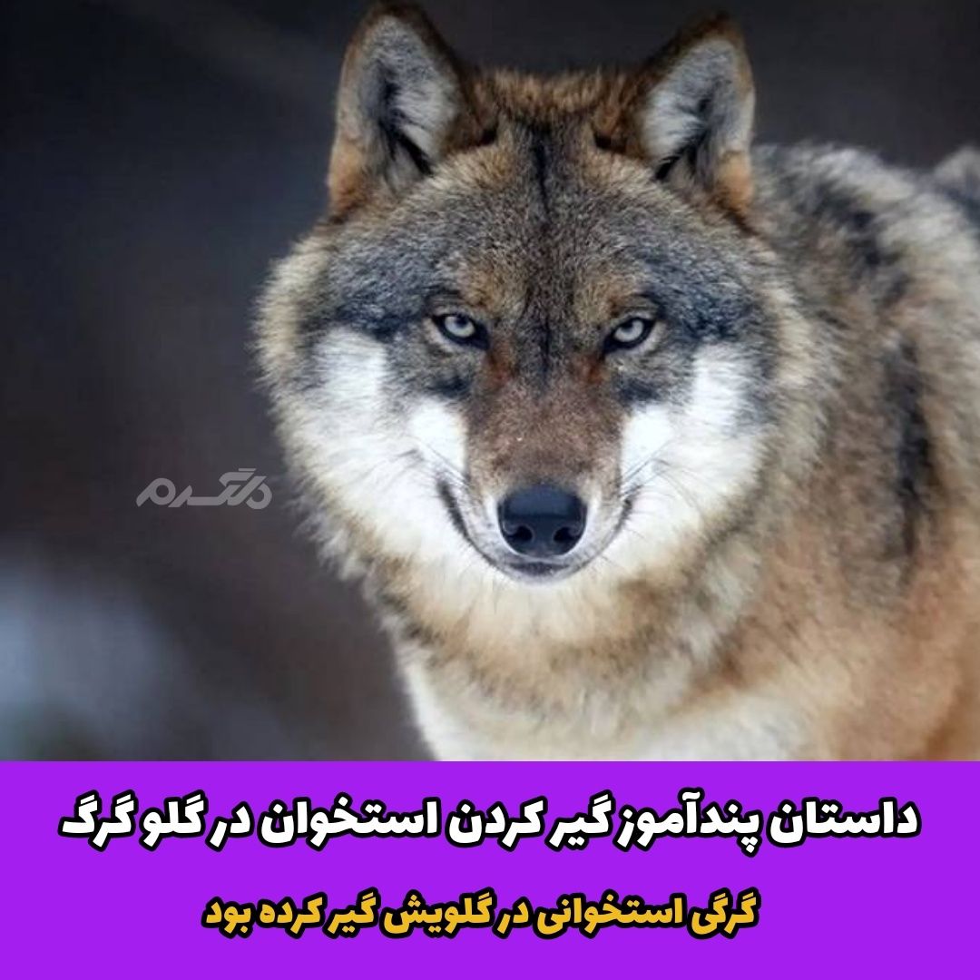 داستان پندآموز گیر کردن استخوان در گلو گرگ