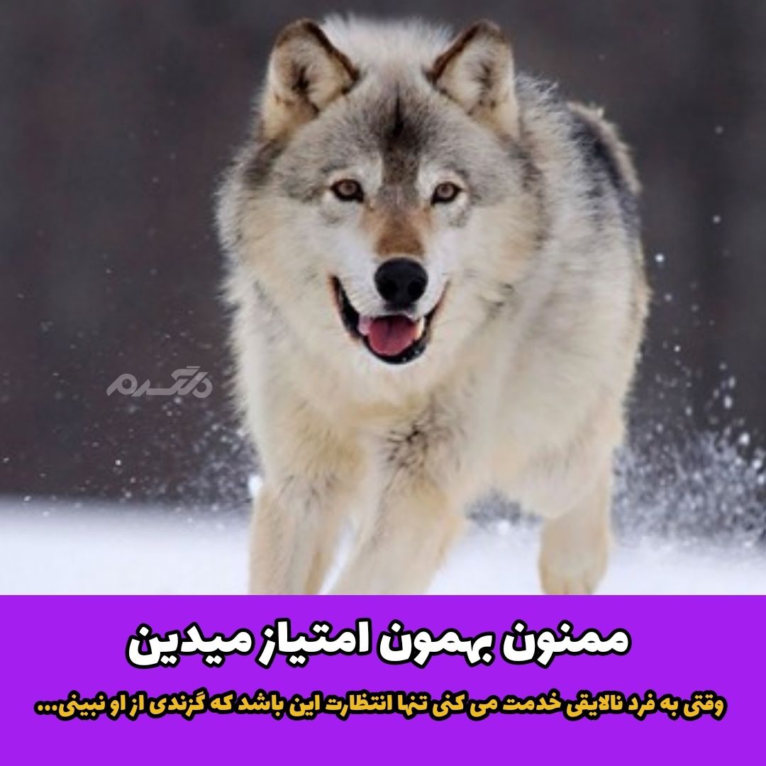 داستان پندآموز گیر کردن استخوان در گلو گرگ