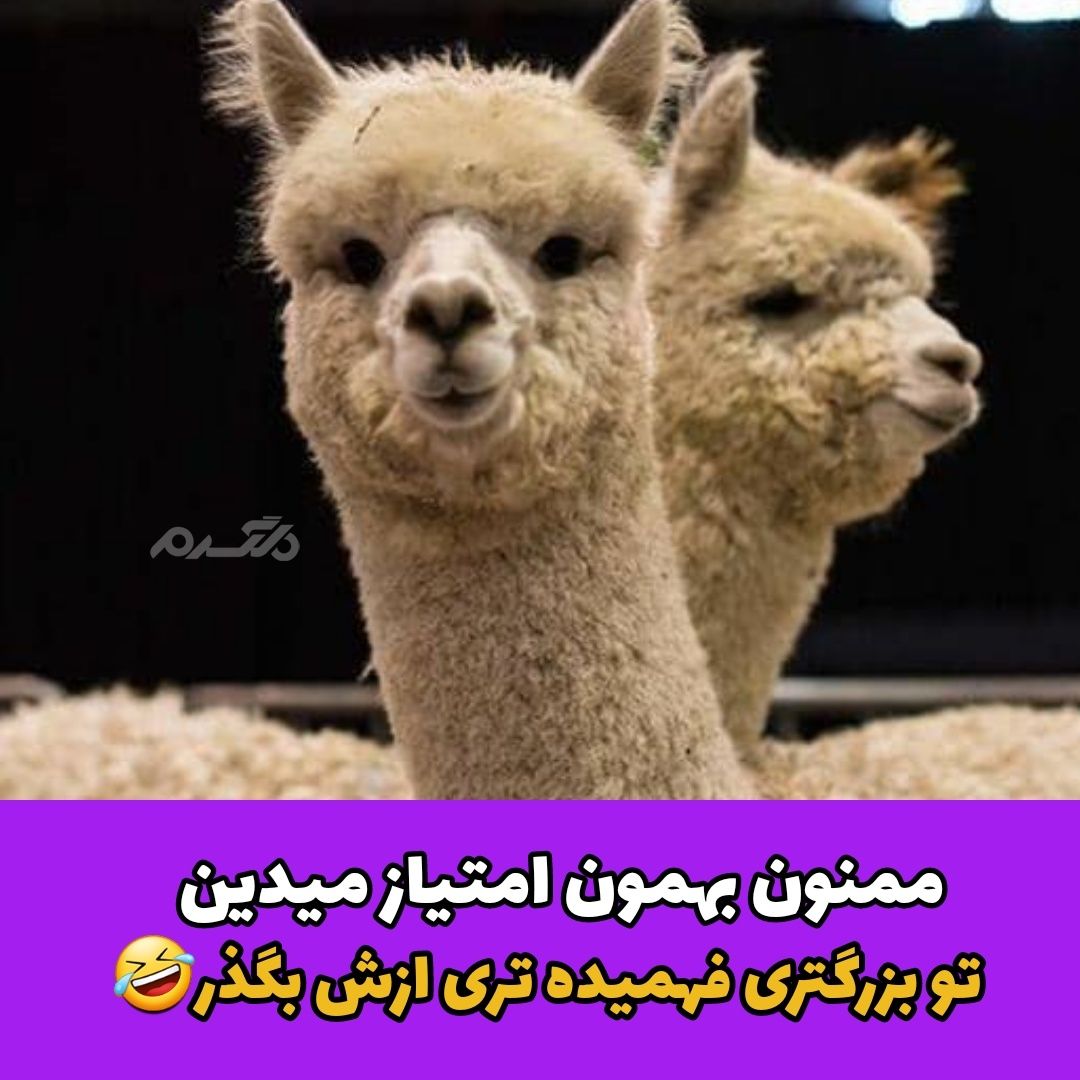 جوک خنده دار لاما شیطون