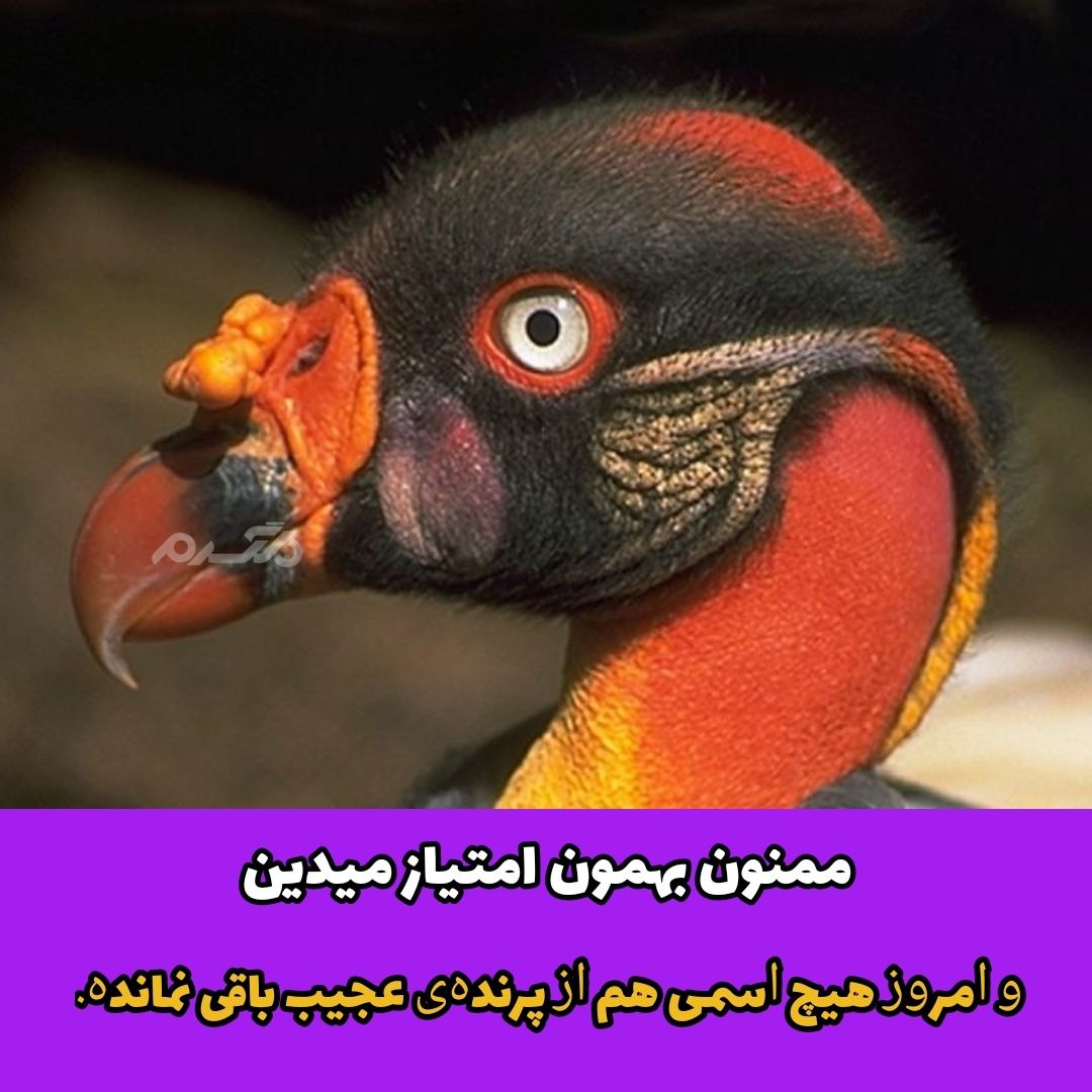 راز مثلها: ﺍﺯ ﺗﺮﺱ ﮔﺪﺍﯾﯽ، ﯾﮏ ﻋﻤﺮ ﮔﺪﺍﯾﯽ