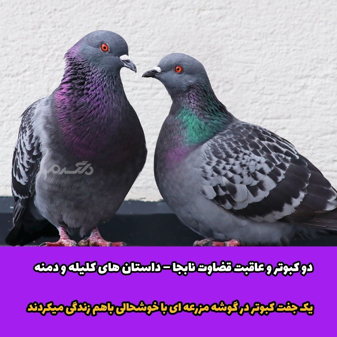 داستان های کلیله و دمنه / دو کبوتر و عاقبت قضاوت نابجا