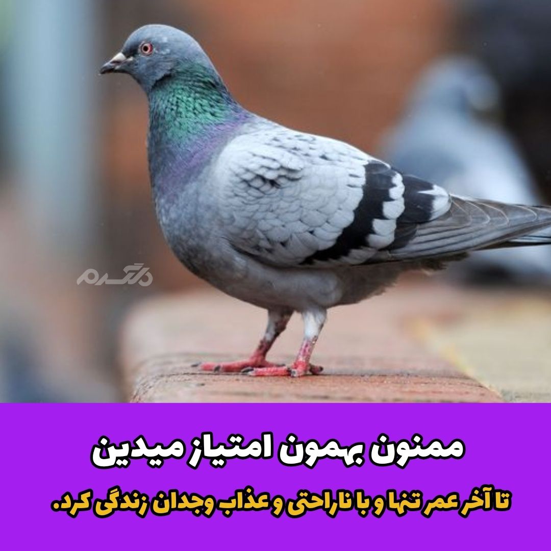 داستان های کلیله و دمنه / دو کبوتر و عاقبت قضاوت نابجا