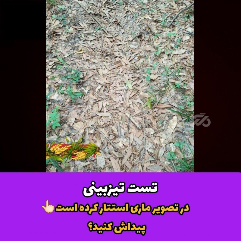 در تصویر ماری استتار کرده است پیدا کنید / تست تیزبینی