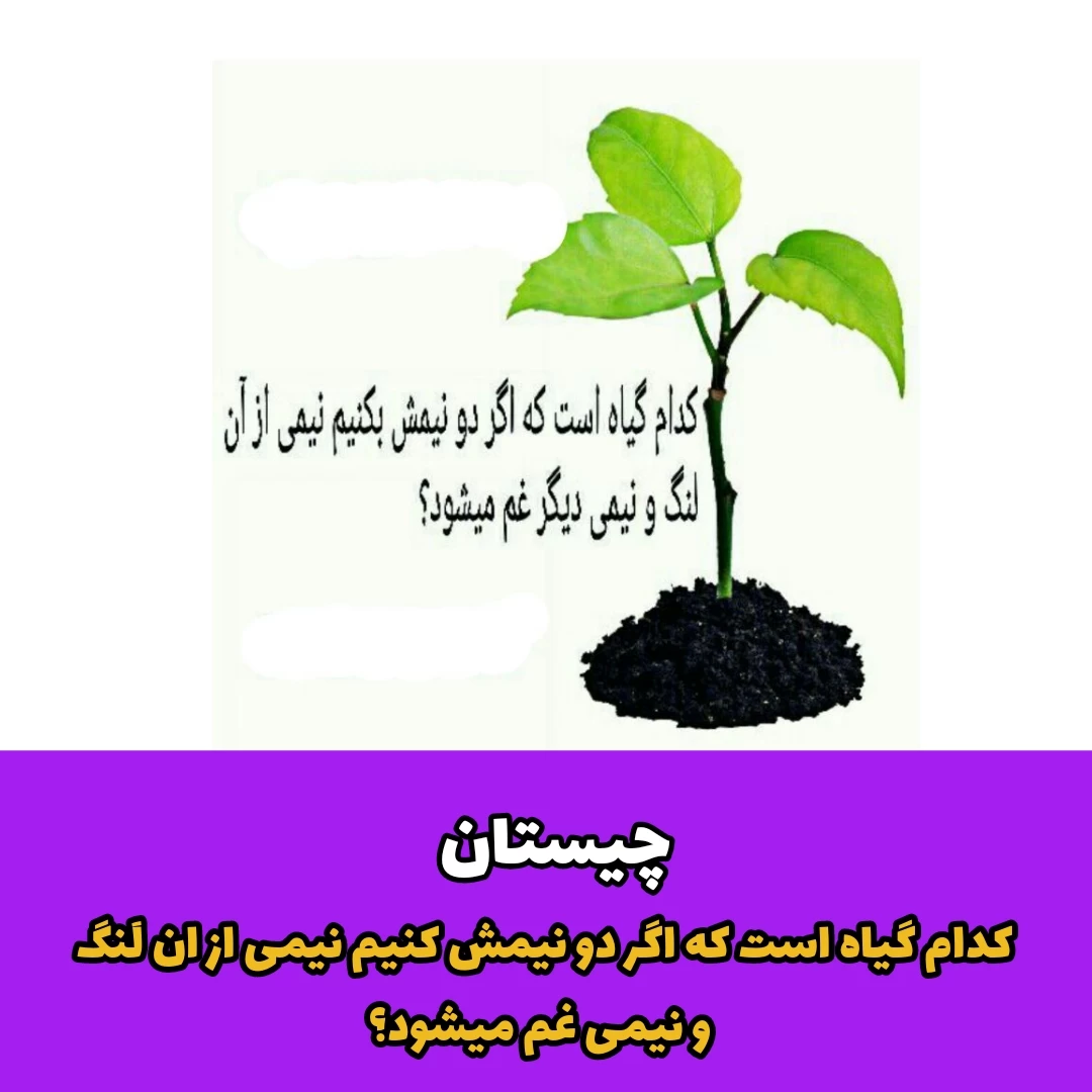 چیستان / کدام گیاه است که اگر دو نیمش کنیم نیمی از آن لَنگ و نیمی غم میشود؟