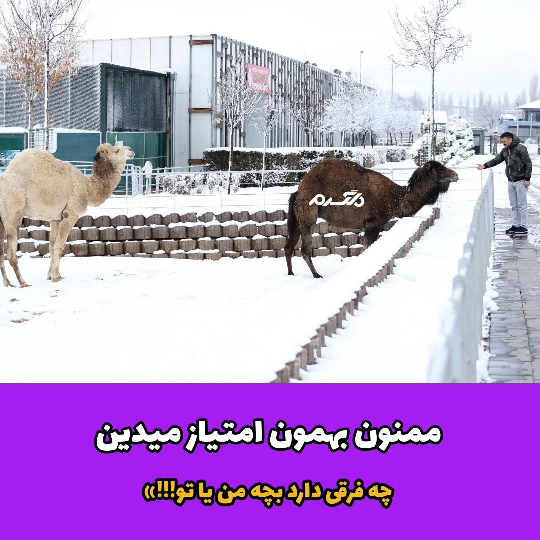 داستان پندآموز رفاقت روباه و شتر