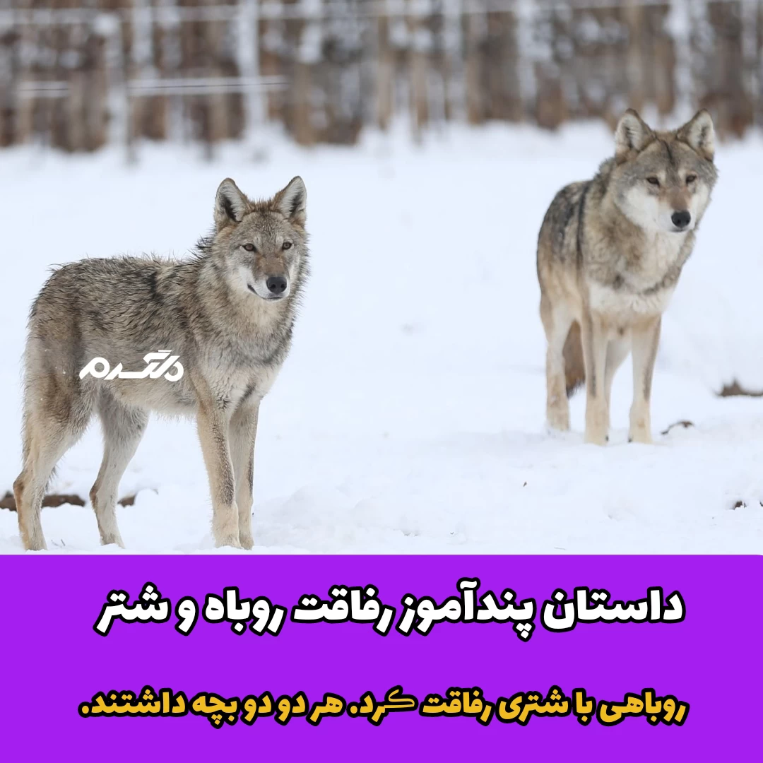 داستان پندآموز رفاقت روباه و شتر