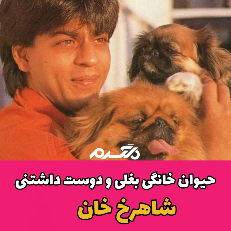 حیوان خانگی بغلی و دوست داشتنی شاهرخ خان
