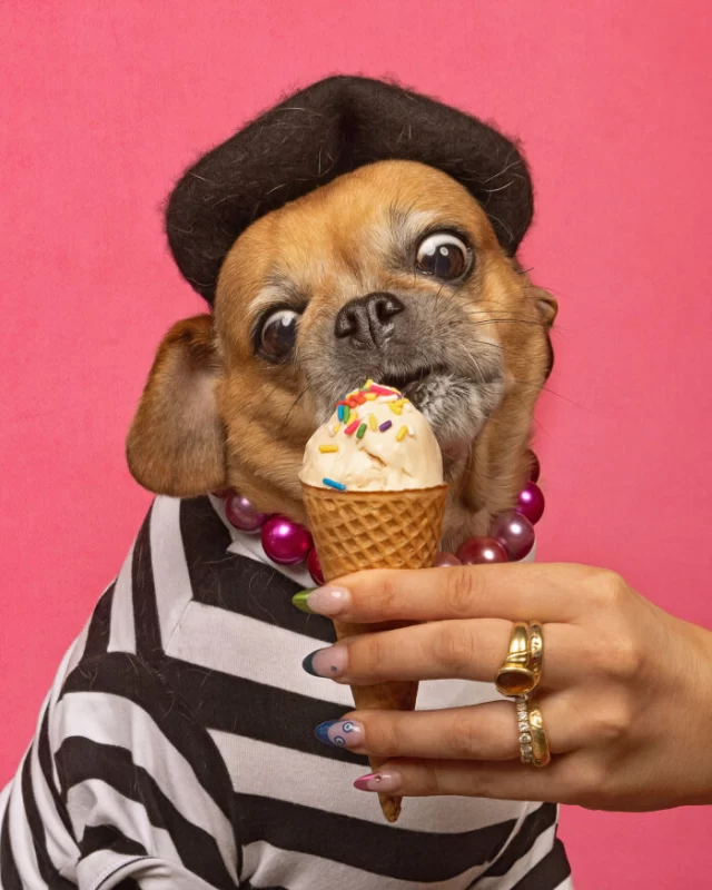 عکاسی از سگ هایی که در حال بستنی خوردن هستند حتما قلب شما را آب میکند