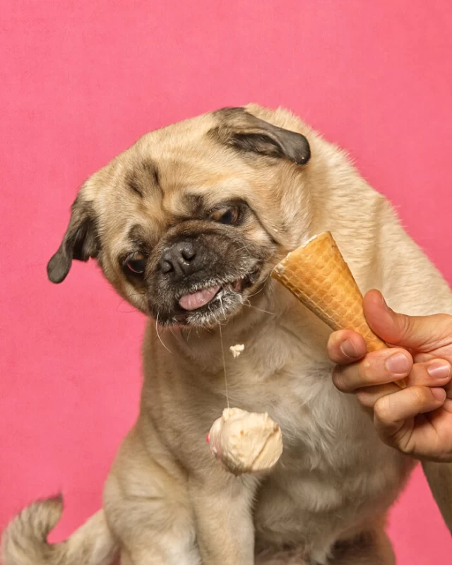 عکاسی از سگ هایی که در حال بستنی خوردن هستند حتما قلب شما را آب میکند