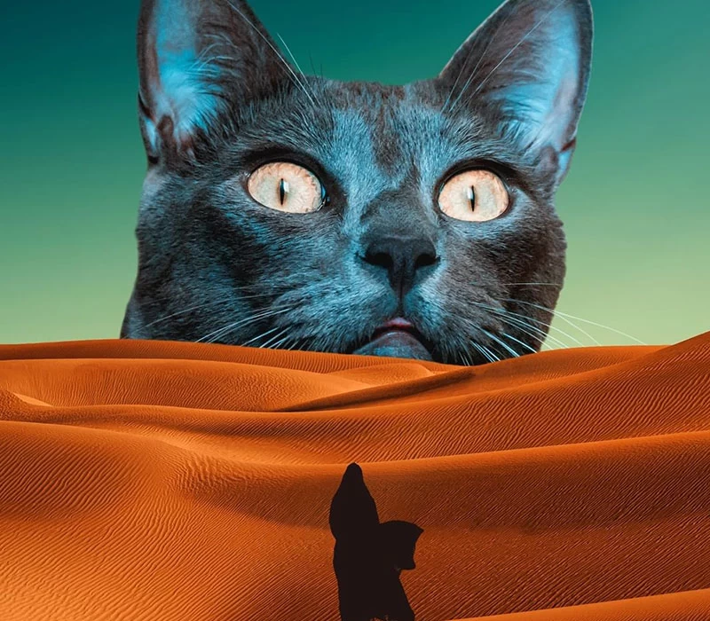 گربه غول پیکر