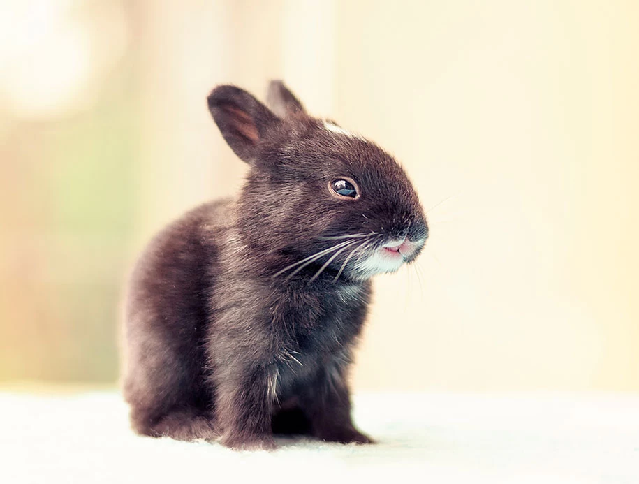 عکاسی از بچه خرگوش