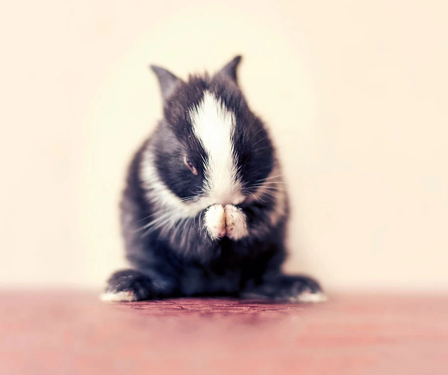 عکاسی از بچه خرگوش