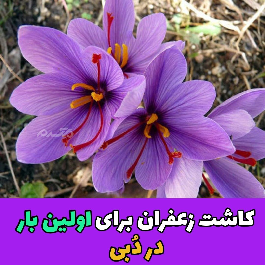کاشت زعفران برای اولین بار در دبی
