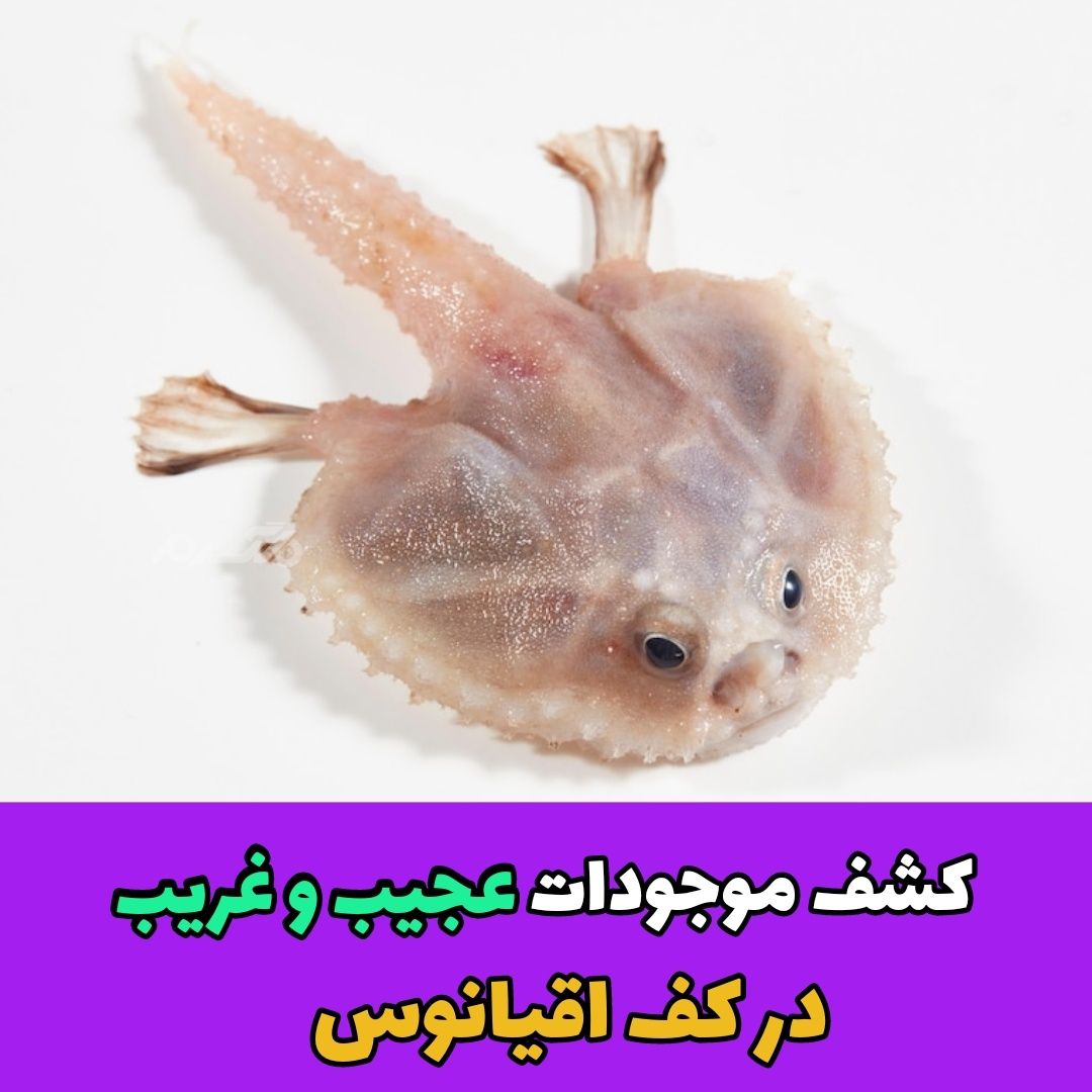 کشف موجودات در کف اقیانوس