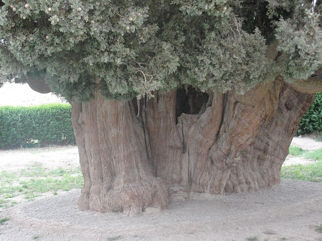 سرو ابرکوه