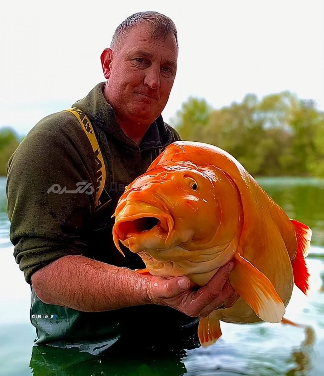 یکی از بزرگترین ماهی های قرمز جهان در فرانسه صید شد