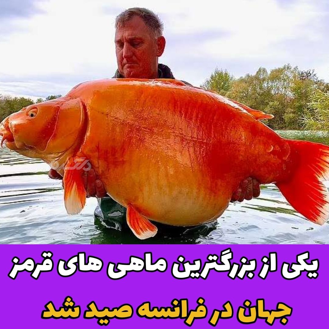 یکی از بزرگترین ماهی های قرمز جهان در فرانسه صید شد