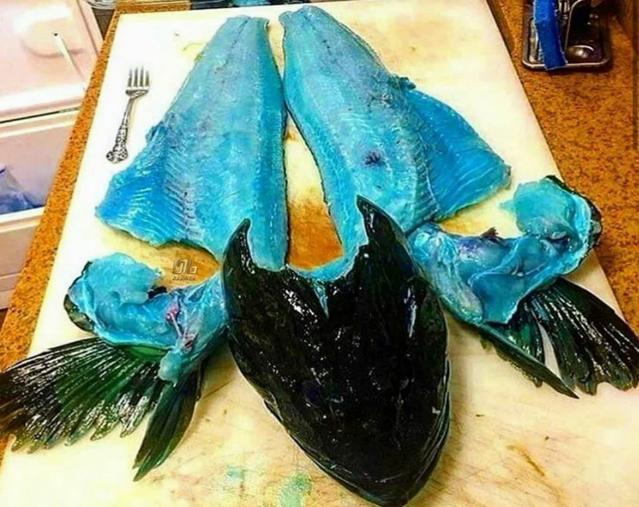 گوشت این ماهی نادر آبی رنگ است