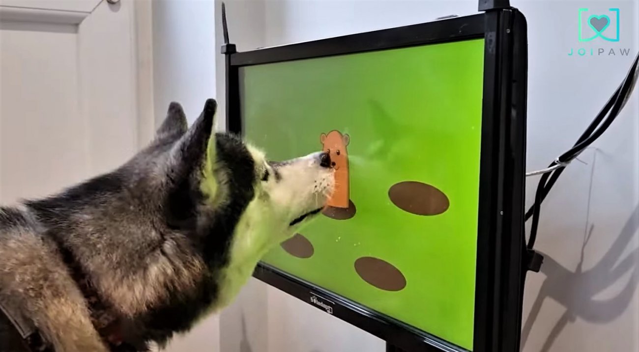 کنسول بازی برای سگ ها