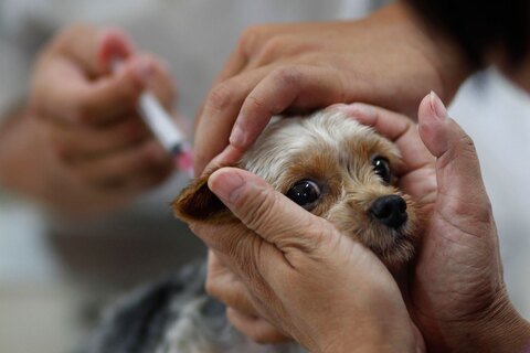 روشی جالب برای واکسن زدن به حیوانات