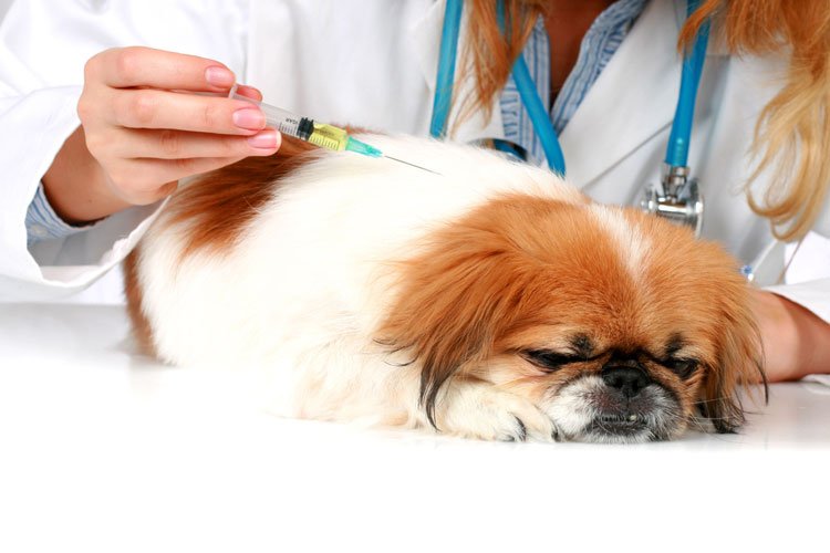 روشی جالب برای واکسن زدن به حیوانات
