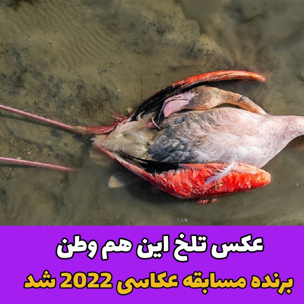  مرگ پرندگان مهاجر /مسابقه عکاسی