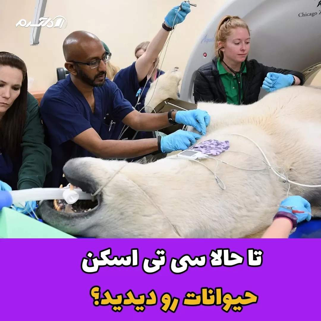 سی تی اسکن حیوانات /دامپزشکی