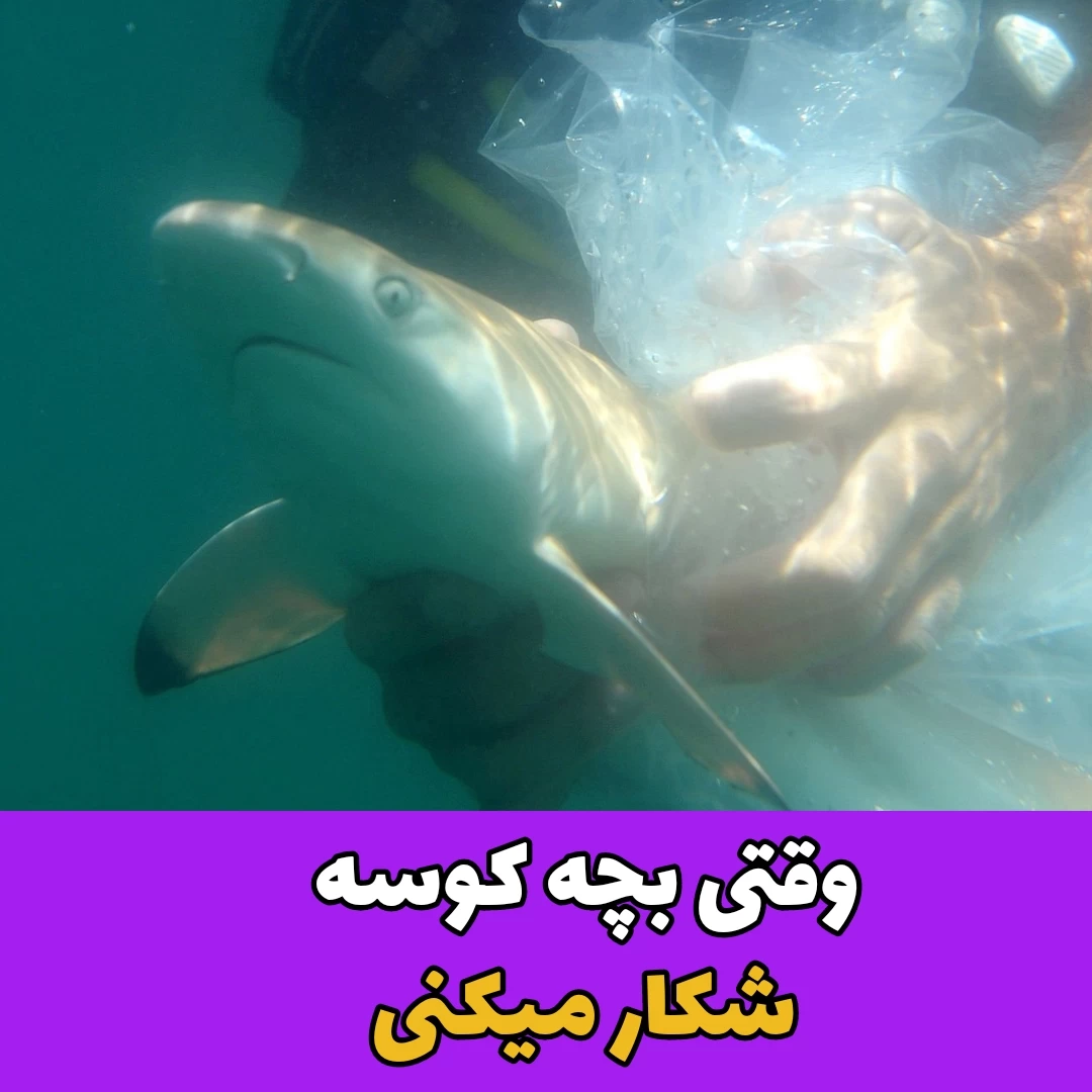 بچه کوسه
