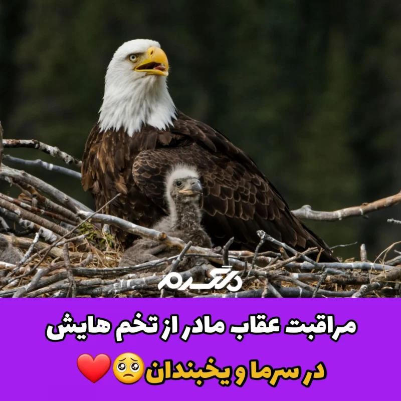 عقاب مادر / سرما و یخبندان