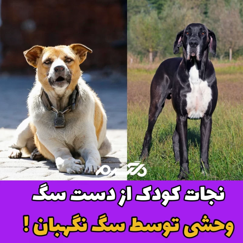 نجات کودک از دست سگ وحشی