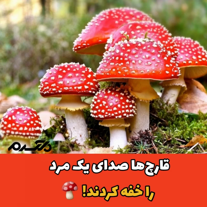 قارچ / بیماری عجیب