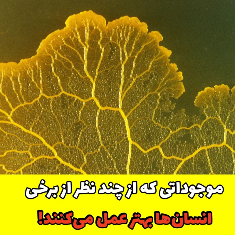 کپک مخاطی /هوشمند