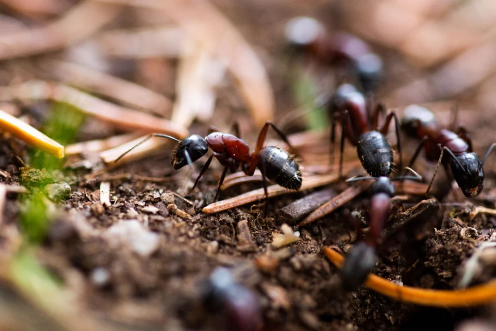خونه مورچه ها