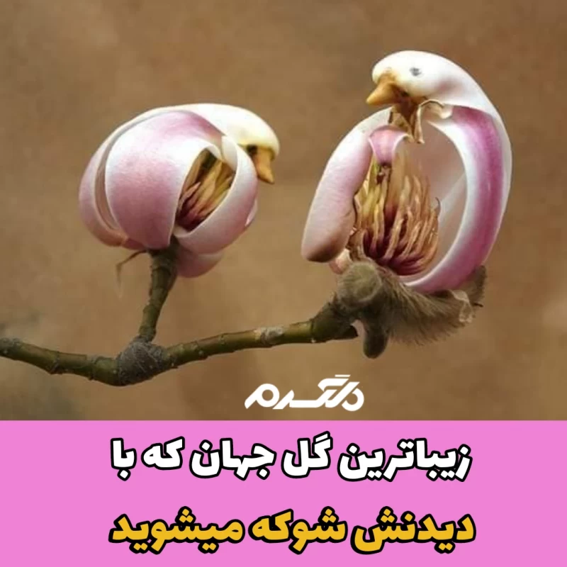 زیباترین گل جهان