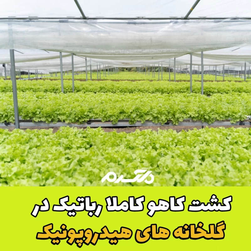 کشت کاهو در گلخانه های هیدروپونیک