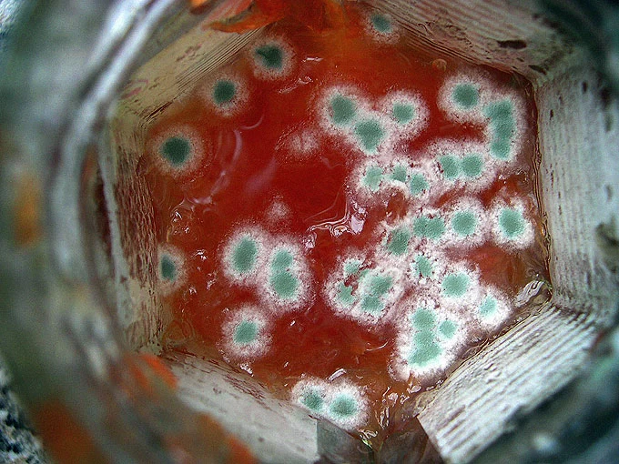 مواد غذایی کپک زده