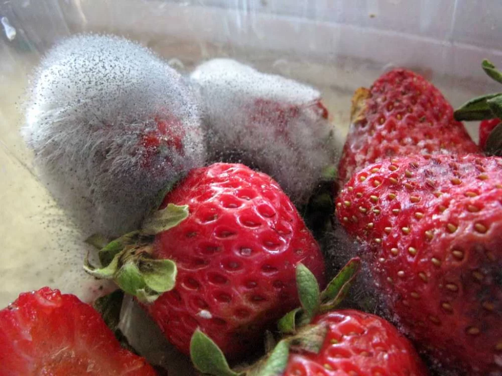 مواد غذایی کپک زده