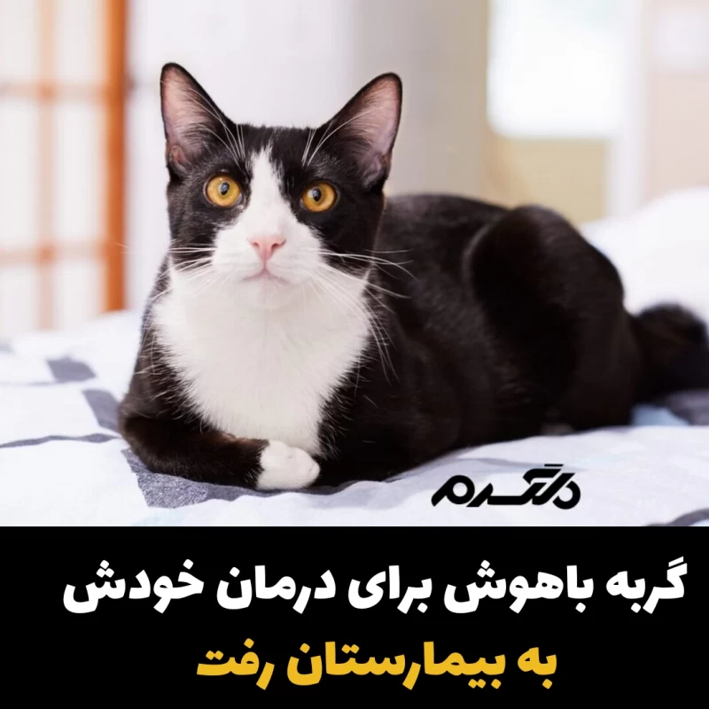 گربه باهوش برای درمان خودش به بیمارستان رفت