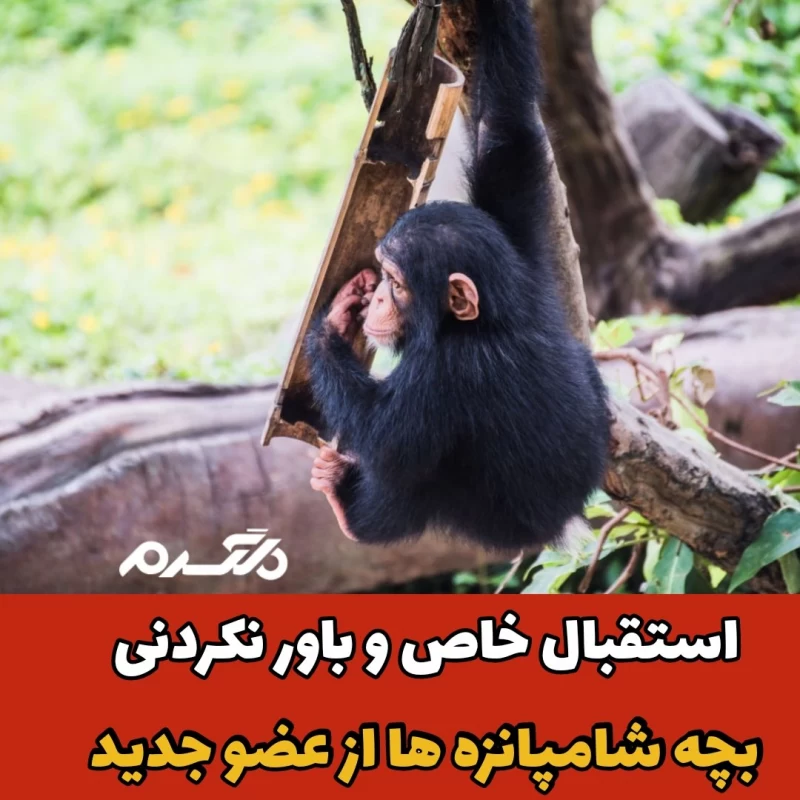 بچه شامپانزه/در آغوش گرفتن
