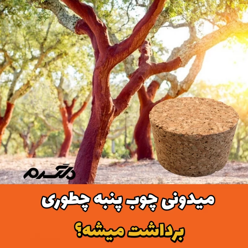 برداشت چوب پنبه