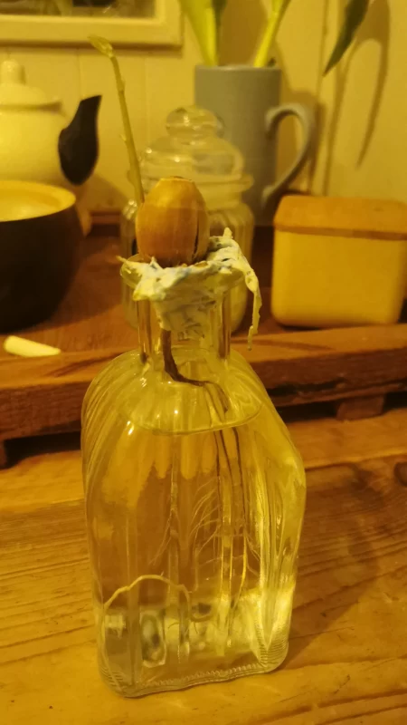 تایم لپس رشد درخت بلوط